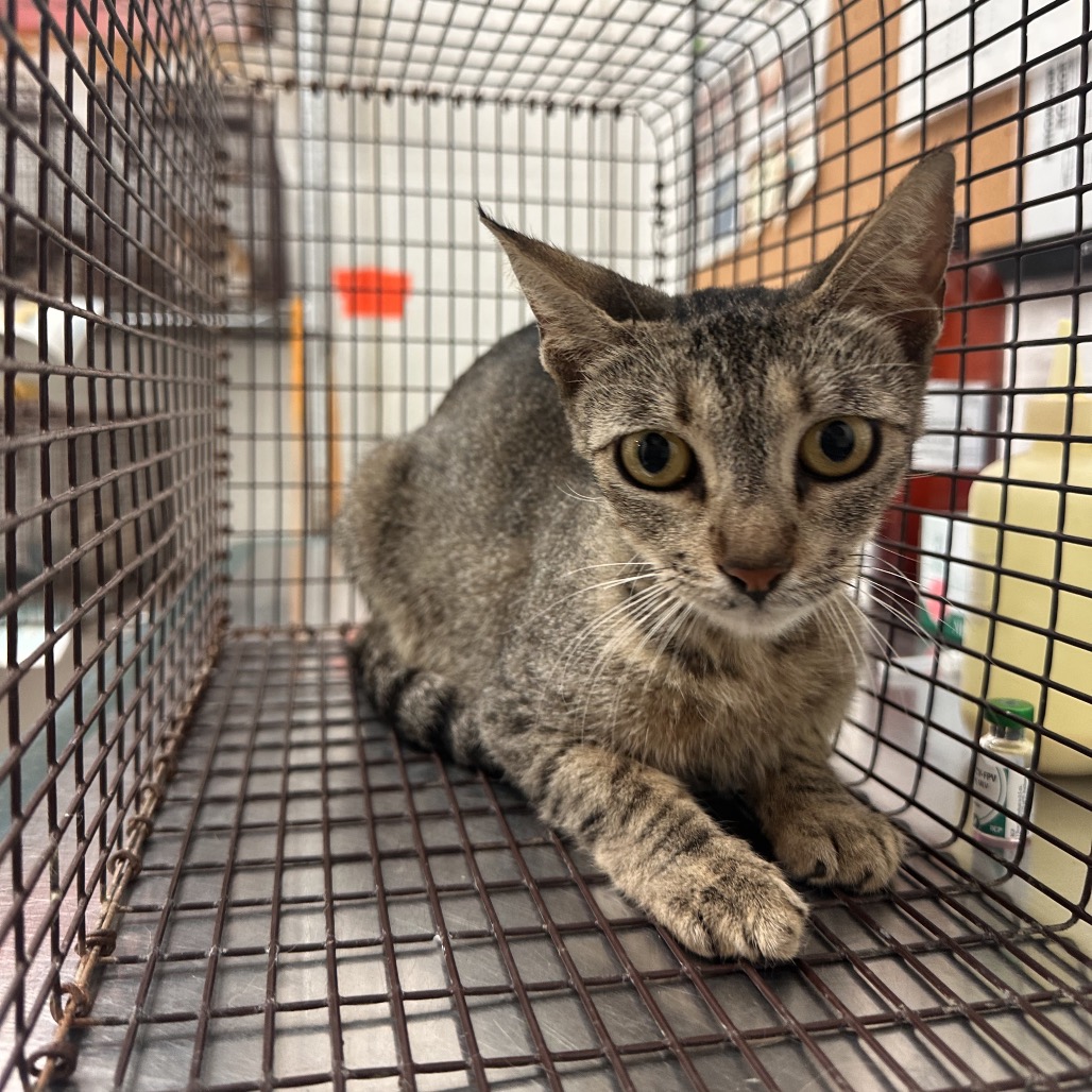 Kris , available for adoption at PVAS