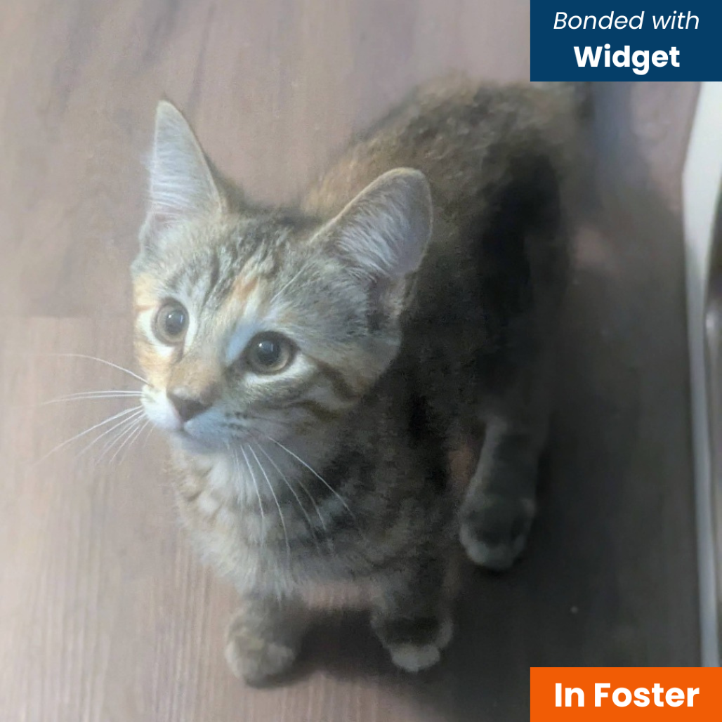 GO GO JUICE - Domestic Shorthair available for adoption