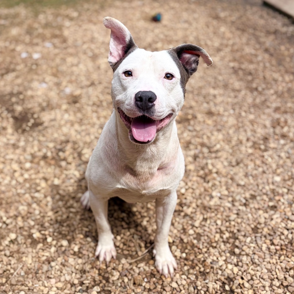 Pit Bull