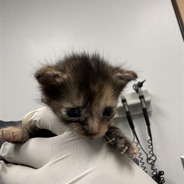 CAT EYE - Domestic Shorthair available for adoption