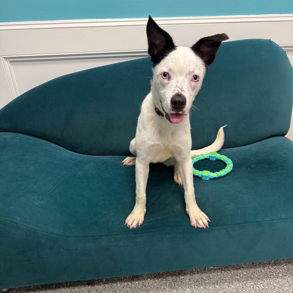 Daisy, photo 3