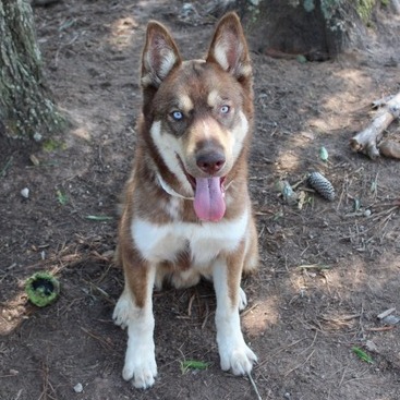 Siberian Husky