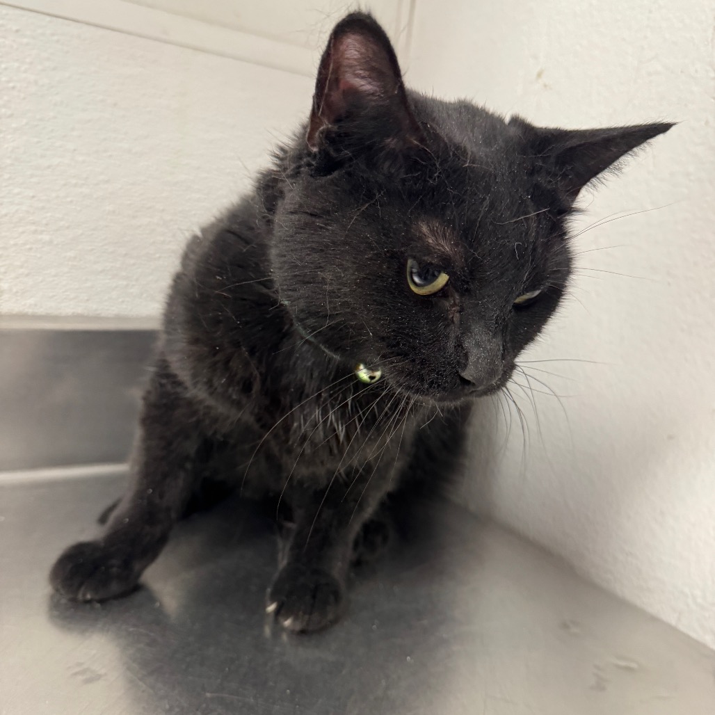 SABRINA - Domestic Shorthair available for adoption