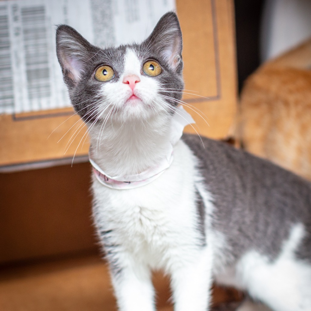 DANDELION - Domestic Shorthair available for adoption