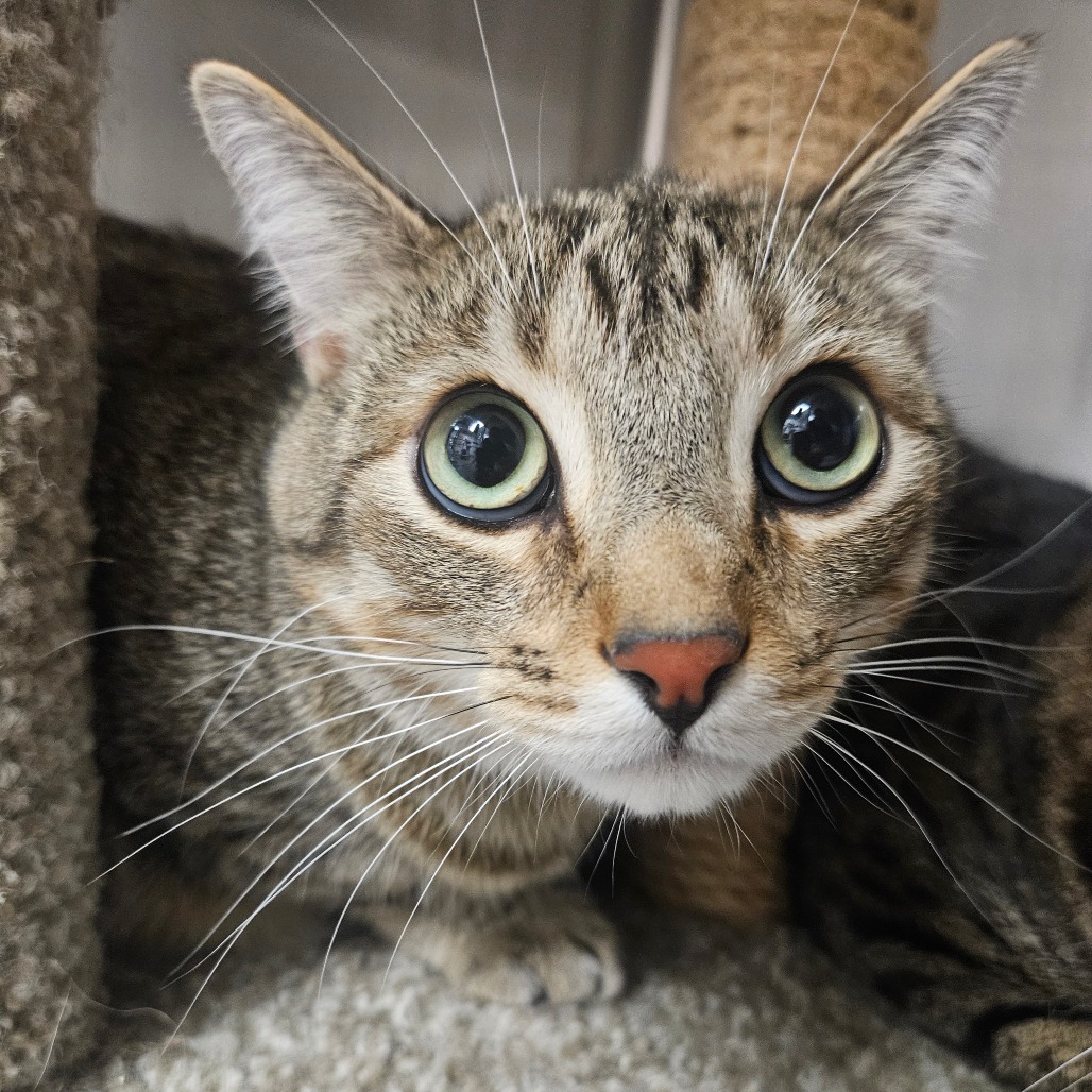 JACK JACK - Domestic Shorthair available for adoption