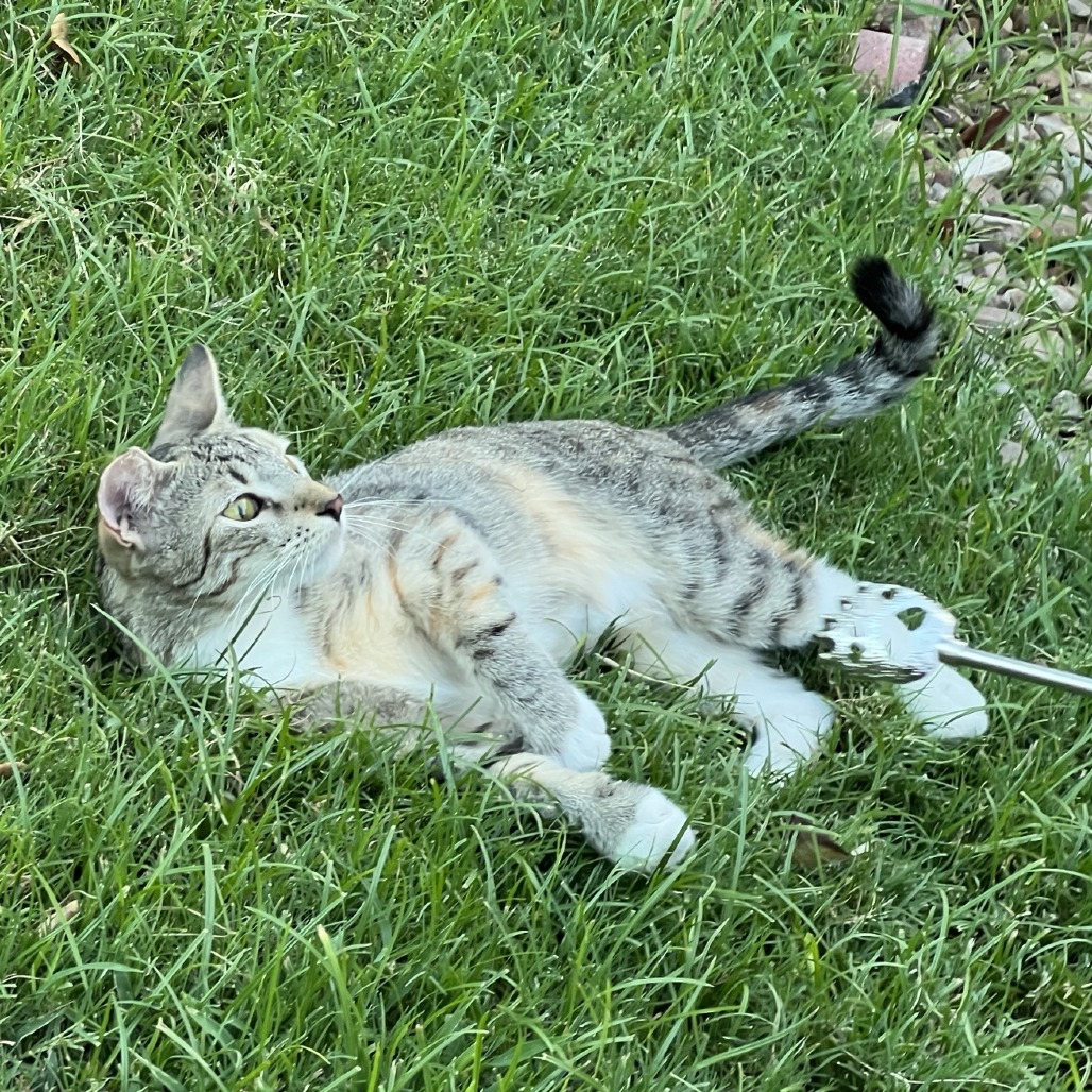 CLEOCATRA - Domestic Shorthair available for adoption
