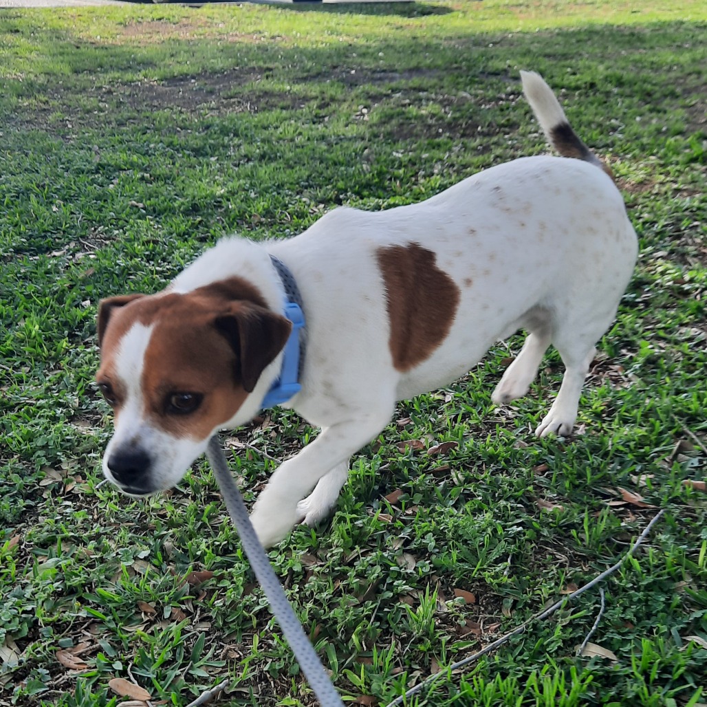 Bruiser photo 16