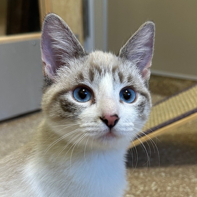 MAZIE - Domestic Shorthair available for adoption