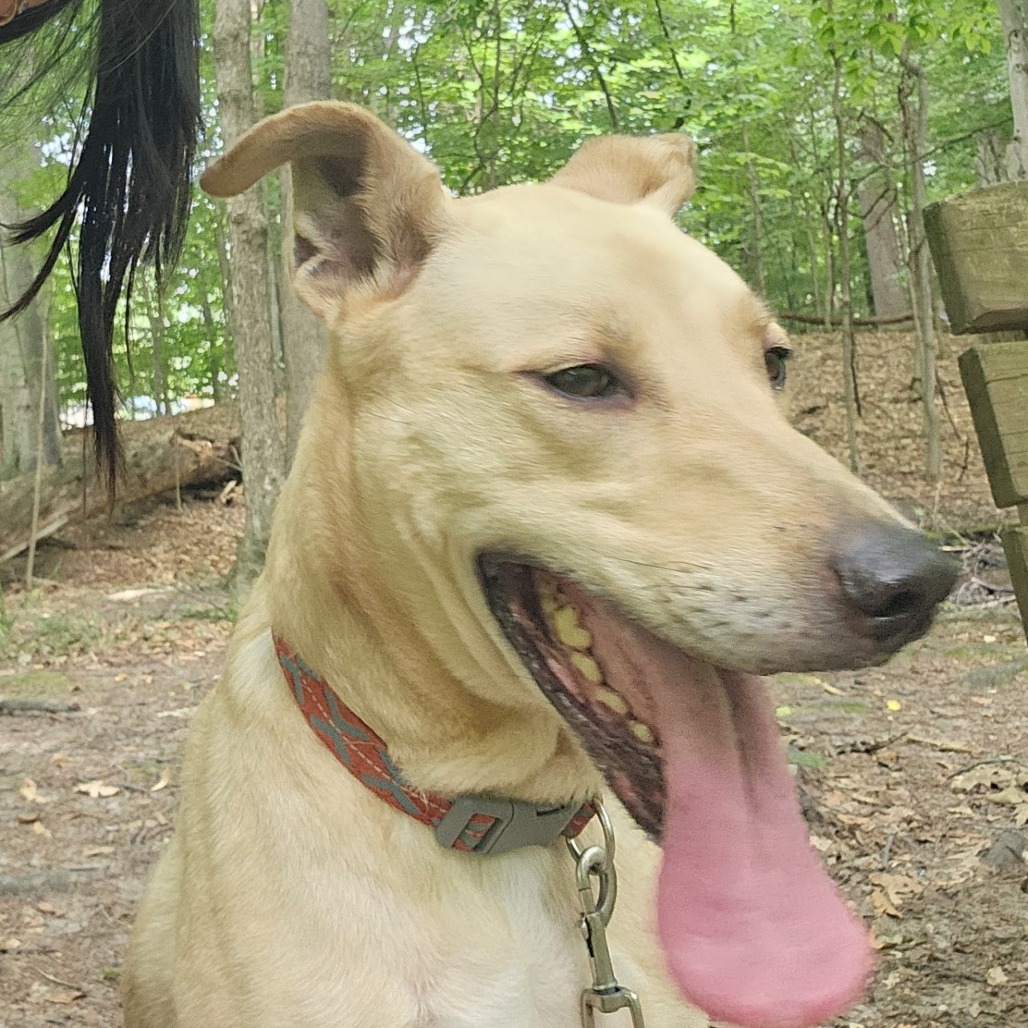 Rex, photo 7