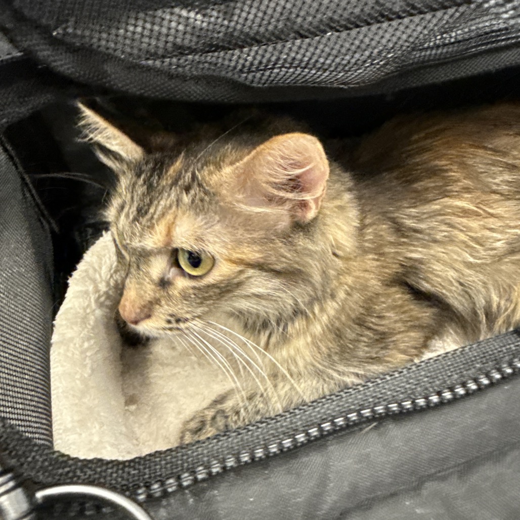 PEACHES - Domestic Medium Hair available for adoption