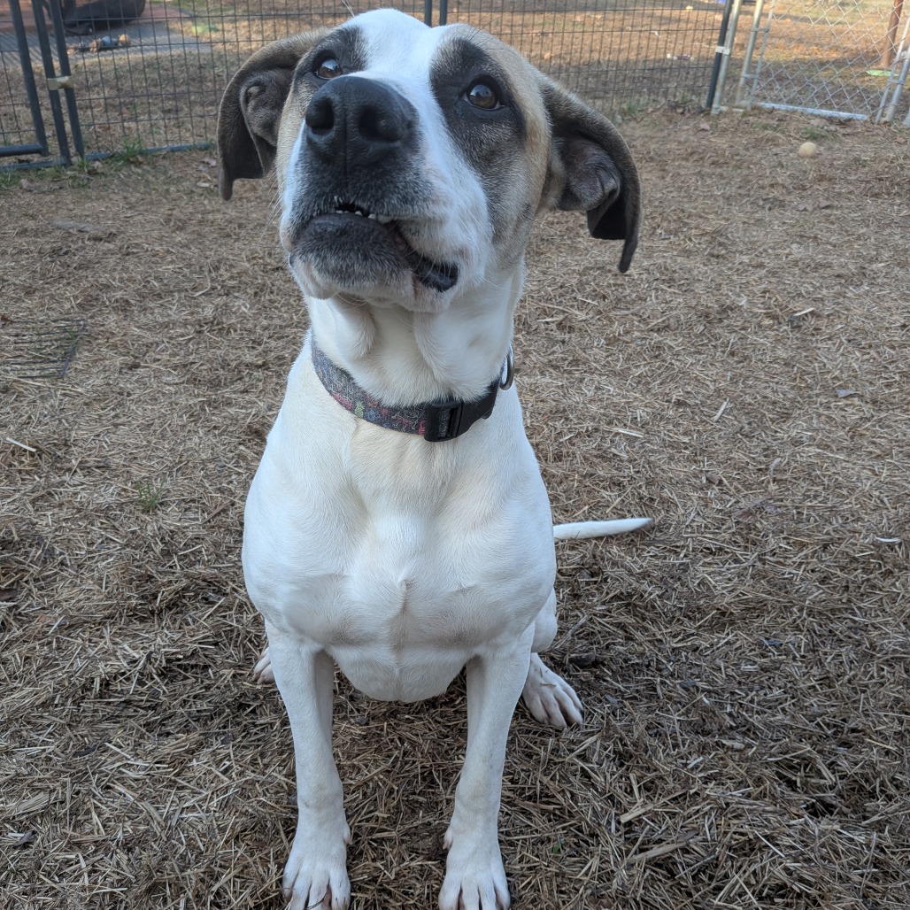 Beatrice — thumbnail 4