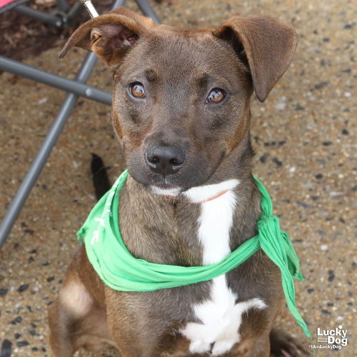 ARIEL - Retriever, Labrador / Terrier available for adoption