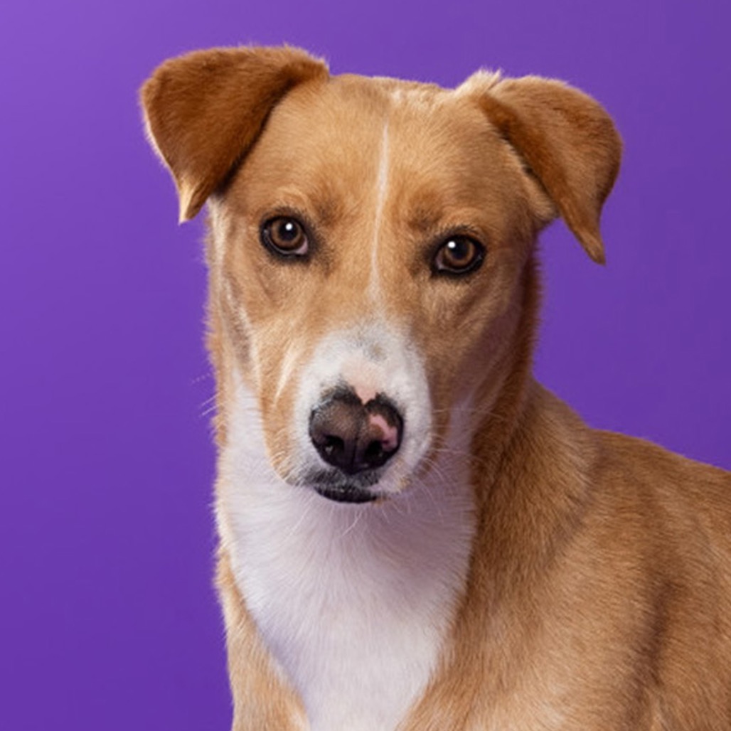 Mixed Breed