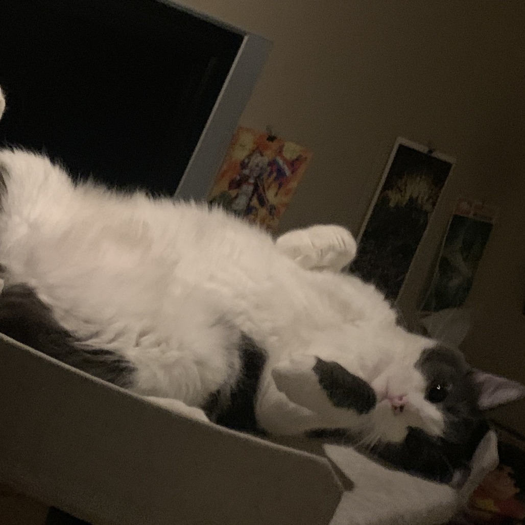 BENITO - Domestic Shorthair available for adoption
