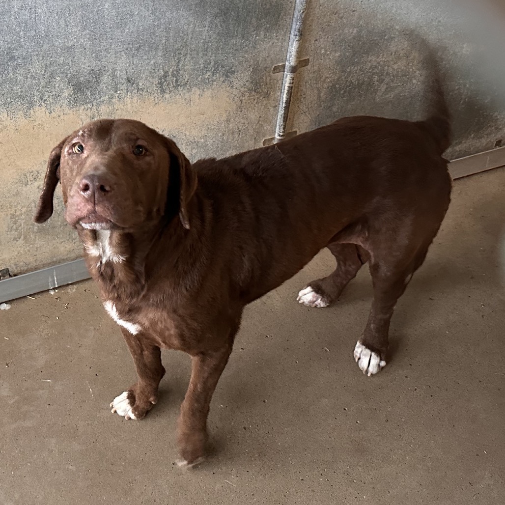 DORA - Retriever, Chocolate Labrador / Mix available for adoption