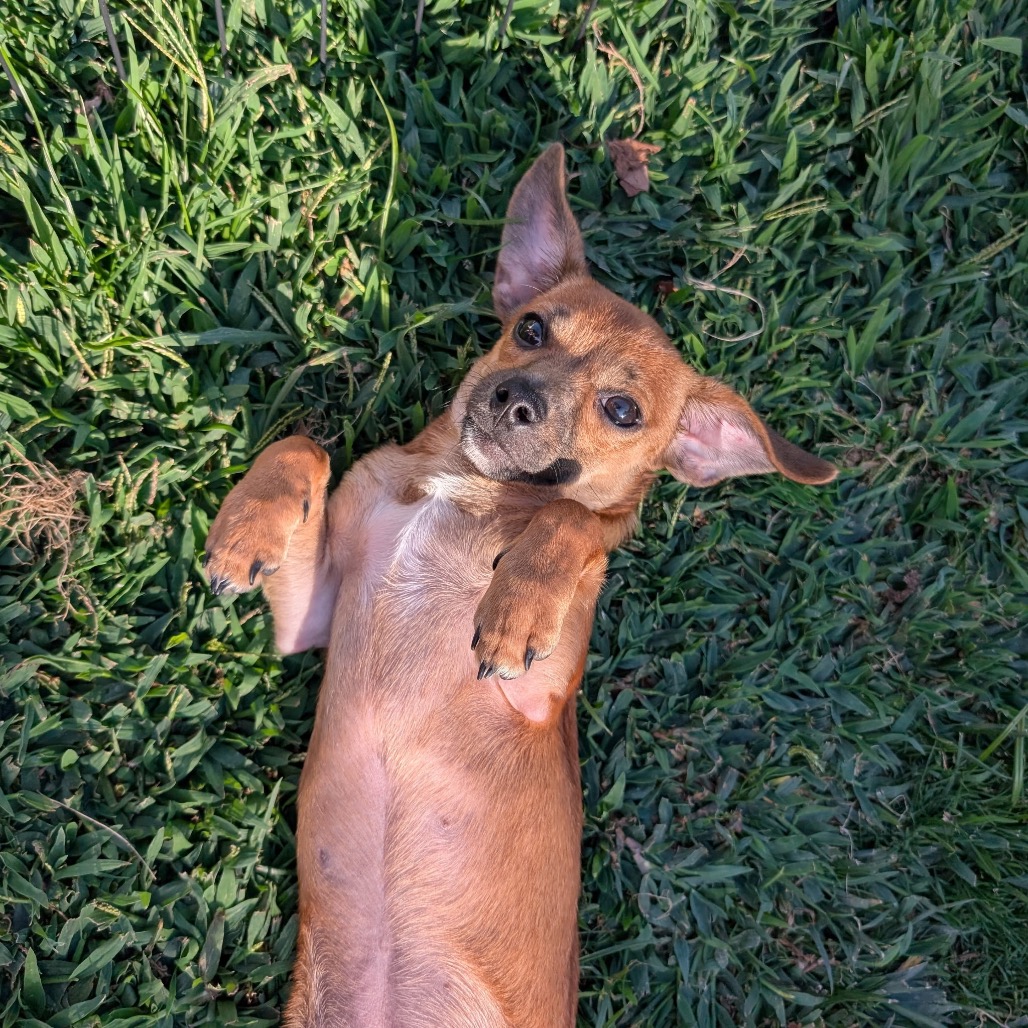 Joaquin, photo 7