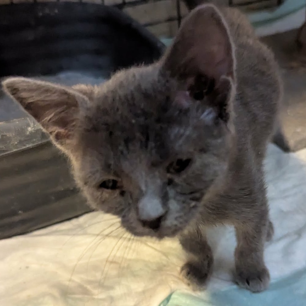 DUSK - Domestic Shorthair available for adoption