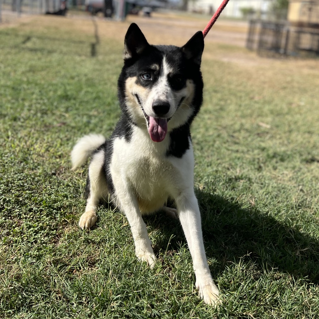 RUBY WOO - Husky available for adoption