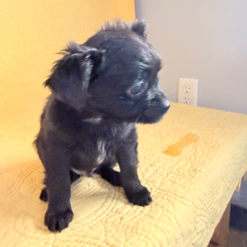 Tico, photo 7