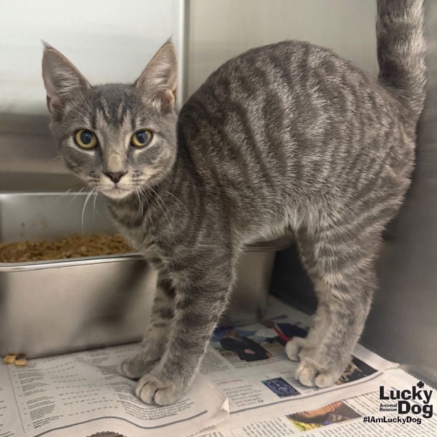 YUKI - Domestic Shorthair available for adoption