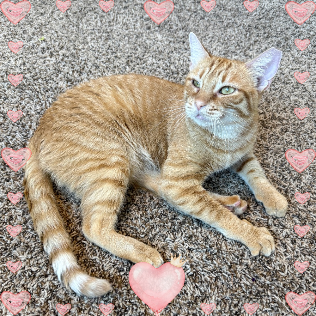 Hot Honey: Female 45 Domestic Shorthair