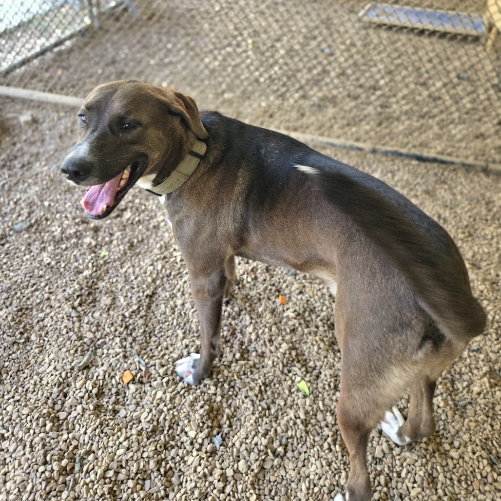 Brownie — thumbnail 6