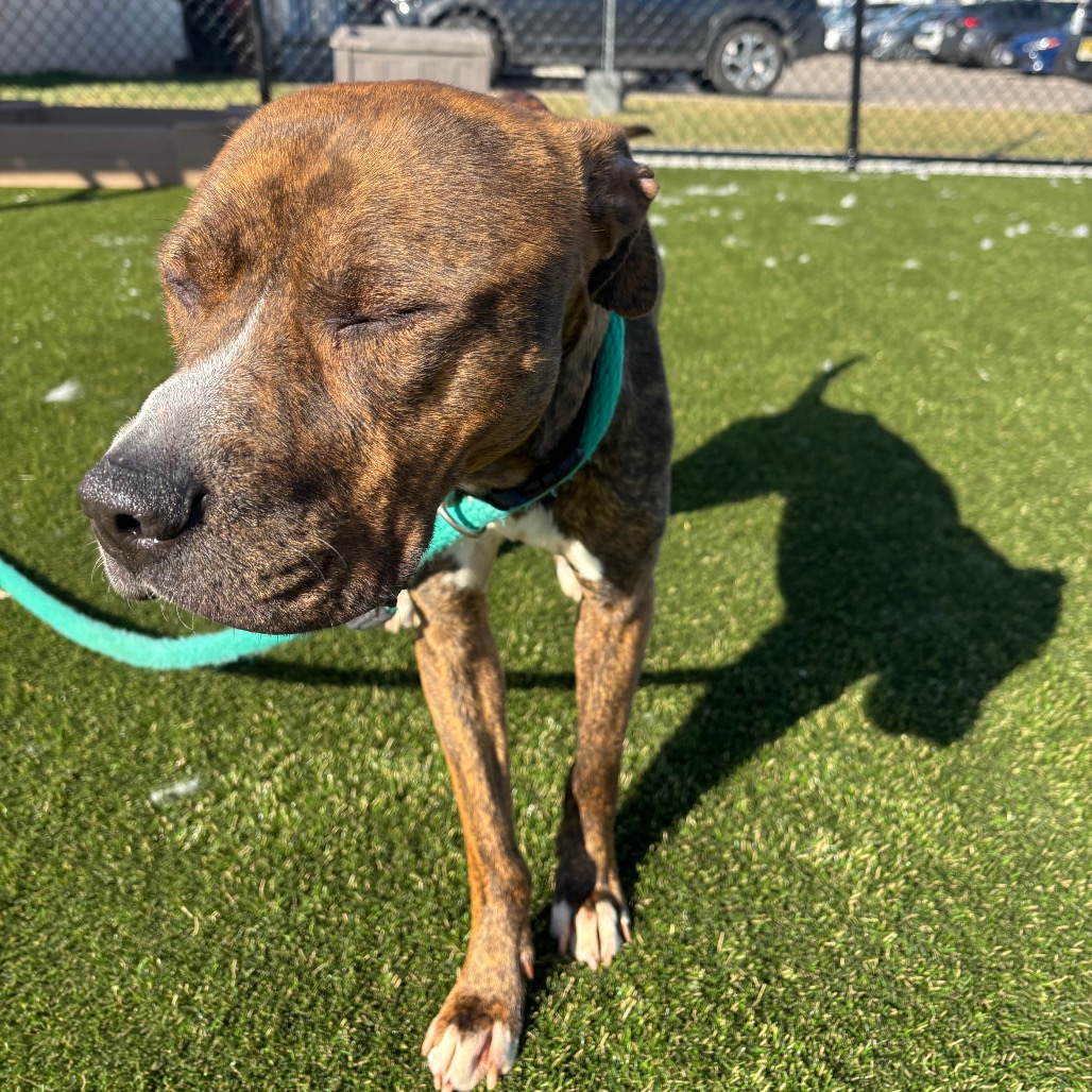 Buddy Lee — thumbnail 4