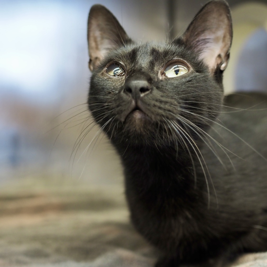 Boop — thumbnail 7