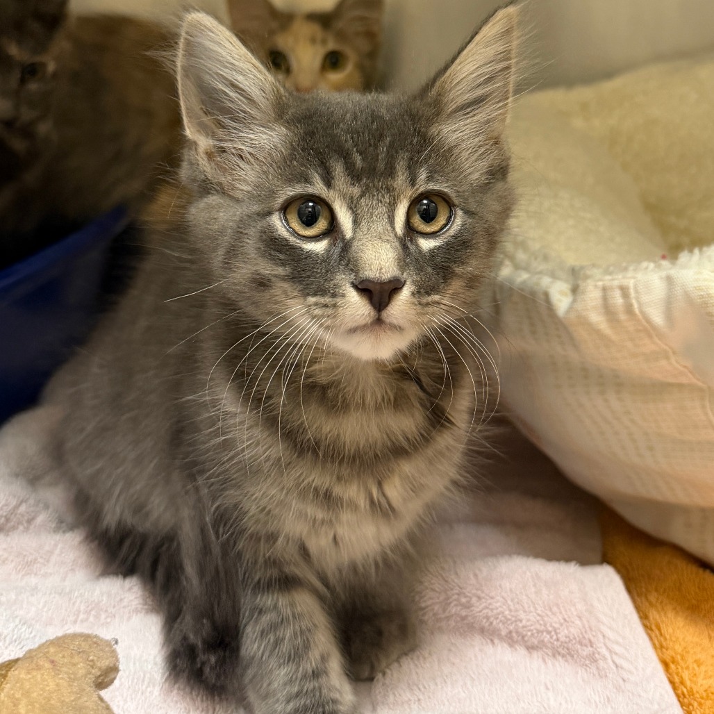 NEVILLE - Domestic Medium Hair available for adoption