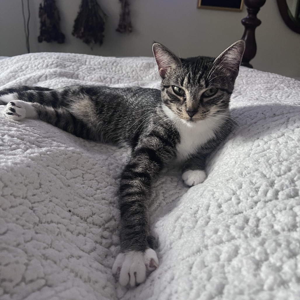 LILY ANNE - Domestic Shorthair available for adoption
