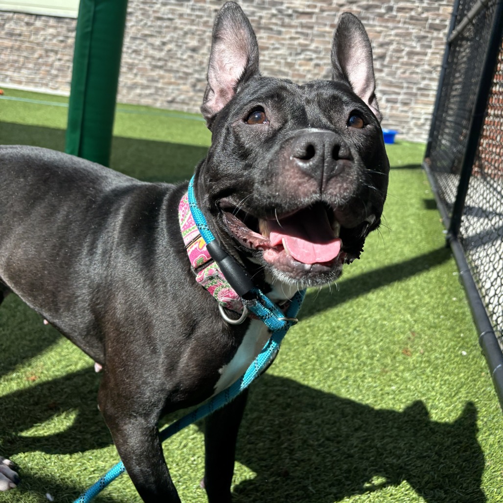 SHEEBA JOY - Mixed Breed (Medium) available for adoption