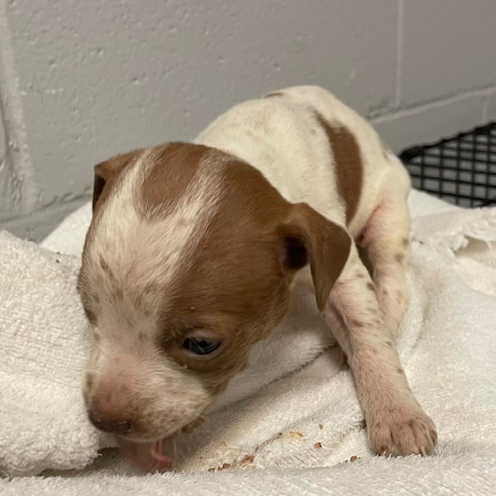 Tusc Stray 84001 2 3 4 5 6 7 8 9