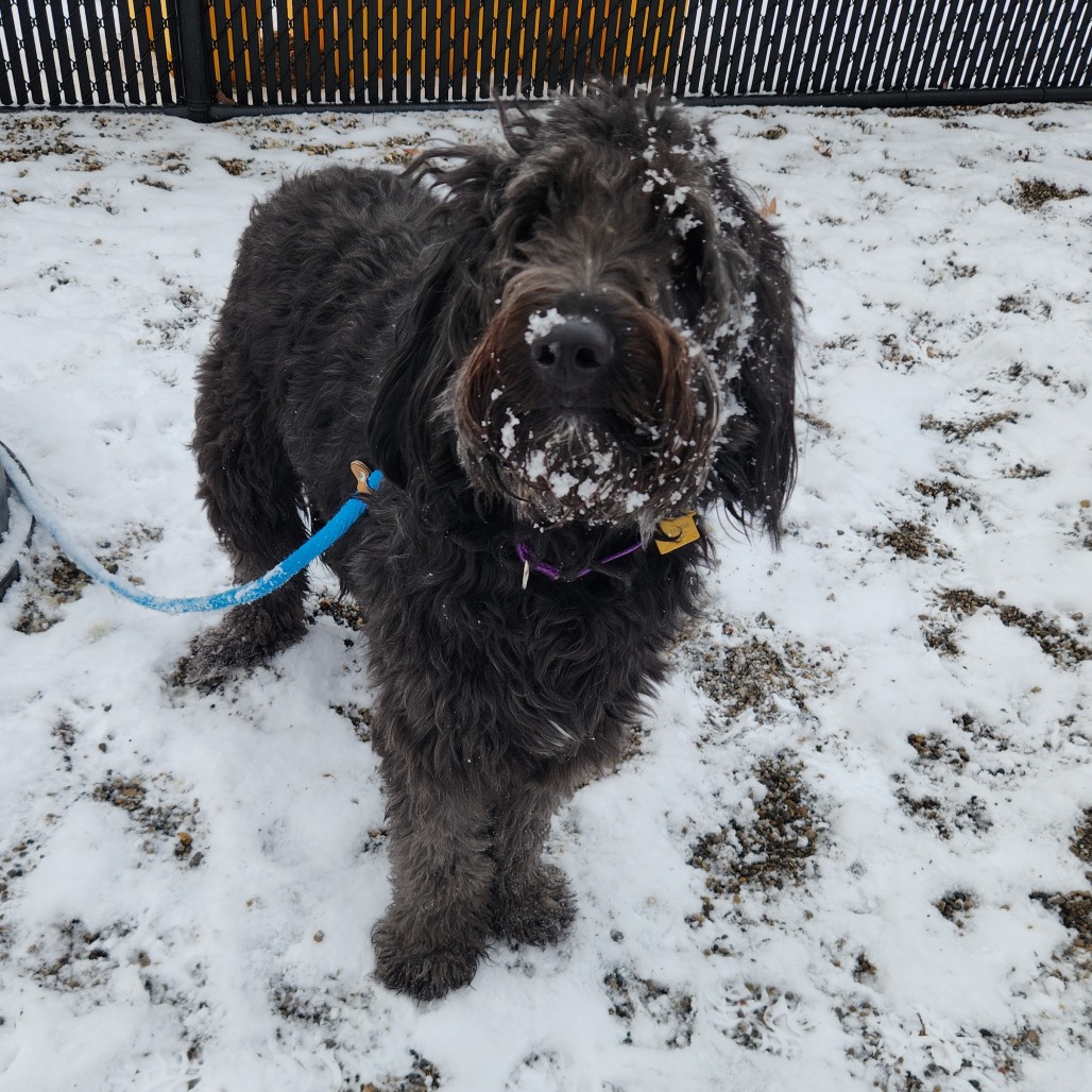 Fonzie