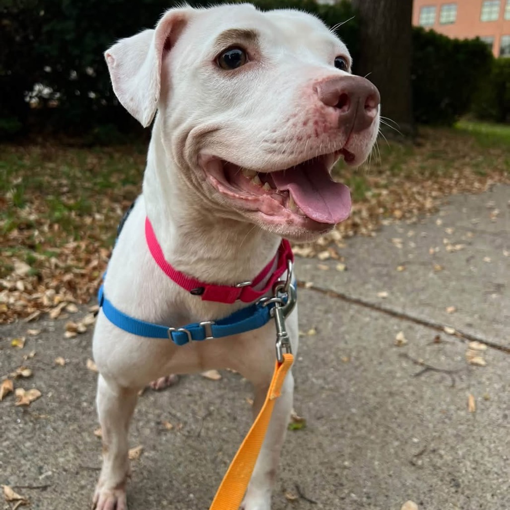 Photo of Pearl 12