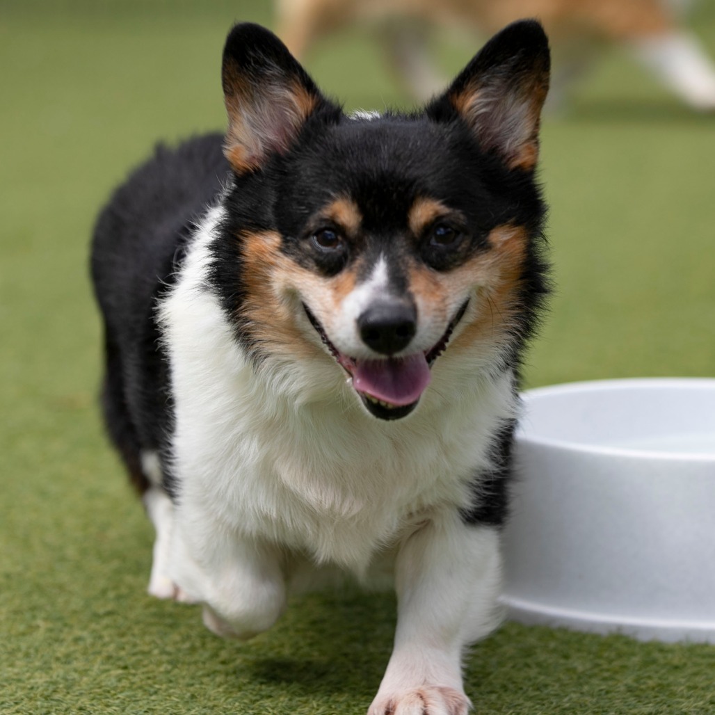 CHARLIE CHAPLIN (AG26-208) - Corgi / Pembroke Welsh available for adoption
