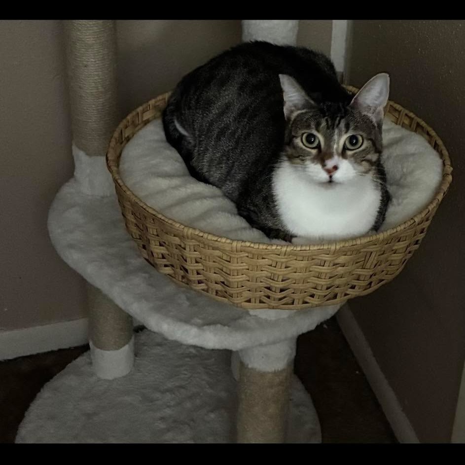 BETTY BOOP - Domestic Shorthair available for adoption
