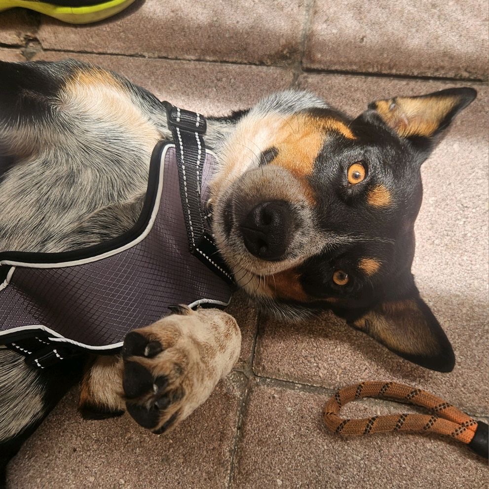 BUFFALO - Cattle Dog, Australian (Blue Heeler) / Terrier available for adoption