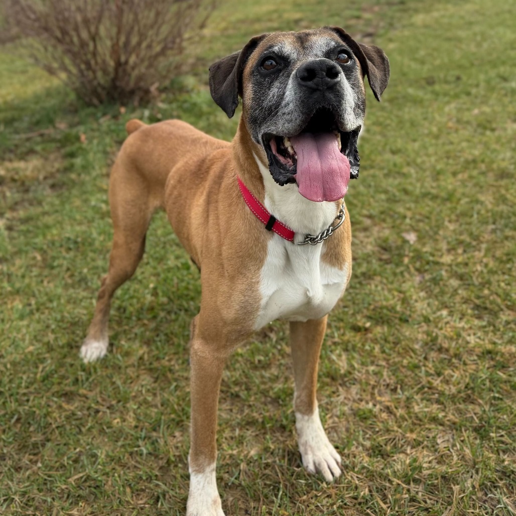 CASSIUS - Boxer / Mix for adoption in Dayton