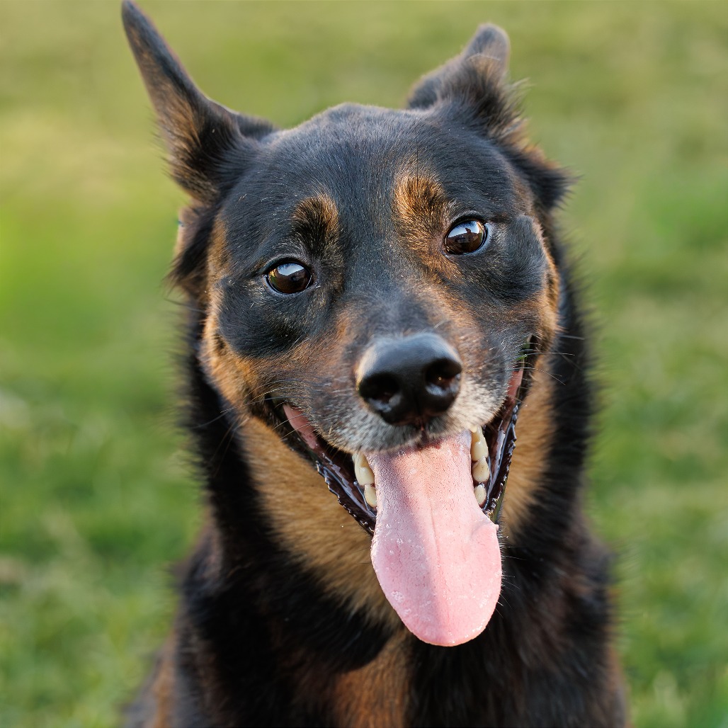 Photo of Marley
