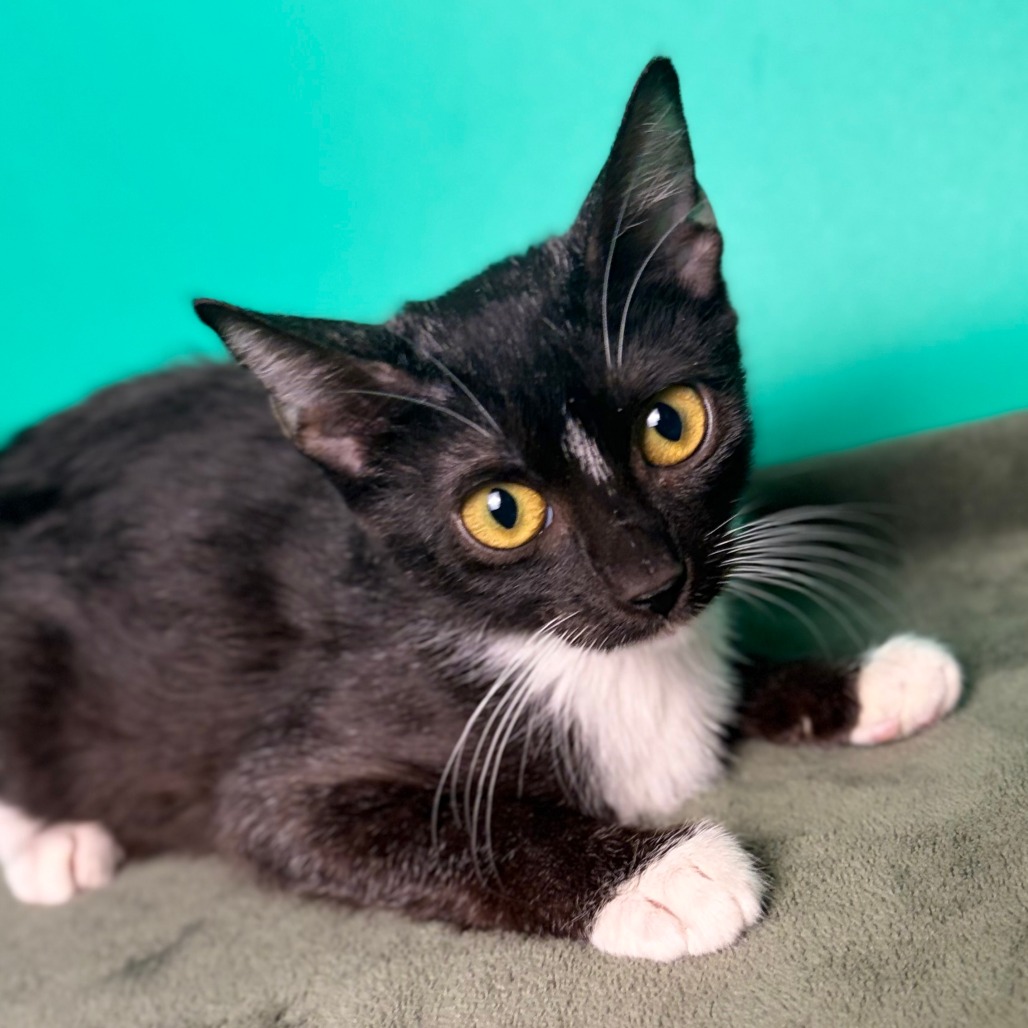 LACEY - Domestic Shorthair available for adoption