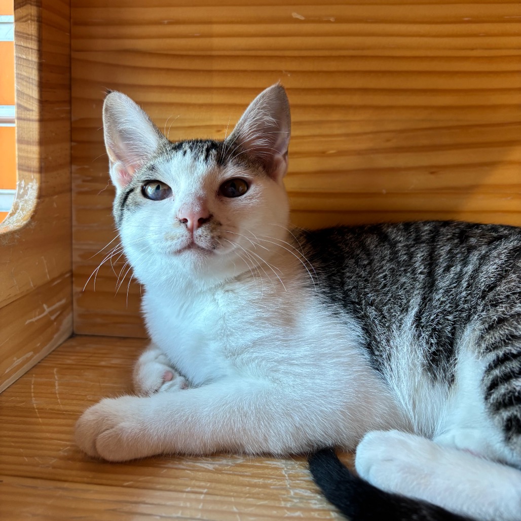 FAIRY GODMOTHER - Domestic Shorthair available for adoption
