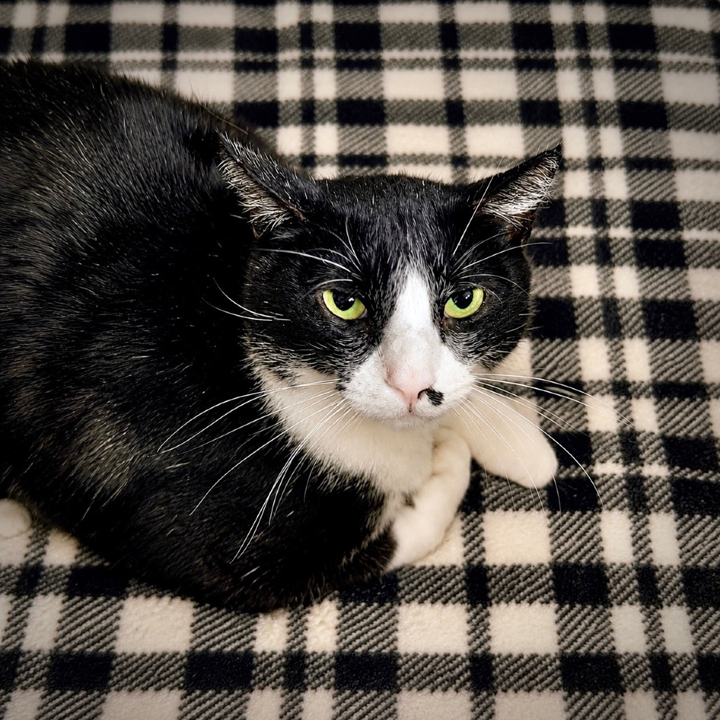 TUXEDO - Domestic Shorthair for adoption in Henderson