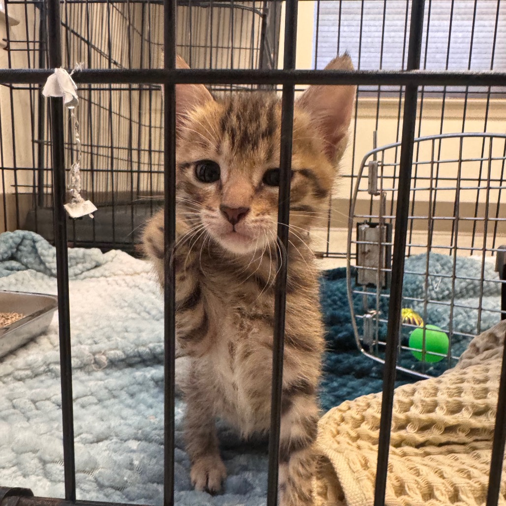 JUSTINE - Domestic Shorthair available for adoption