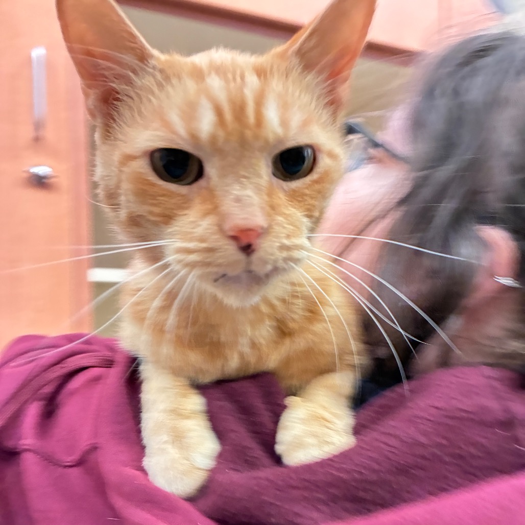 CARROT - Domestic Shorthair available for adoption