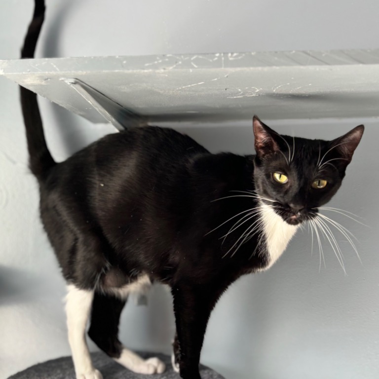 Close-up photo of Swaddles