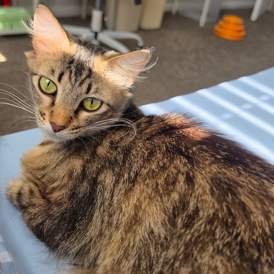 ROSIE - Domestic Shorthair available for adoption