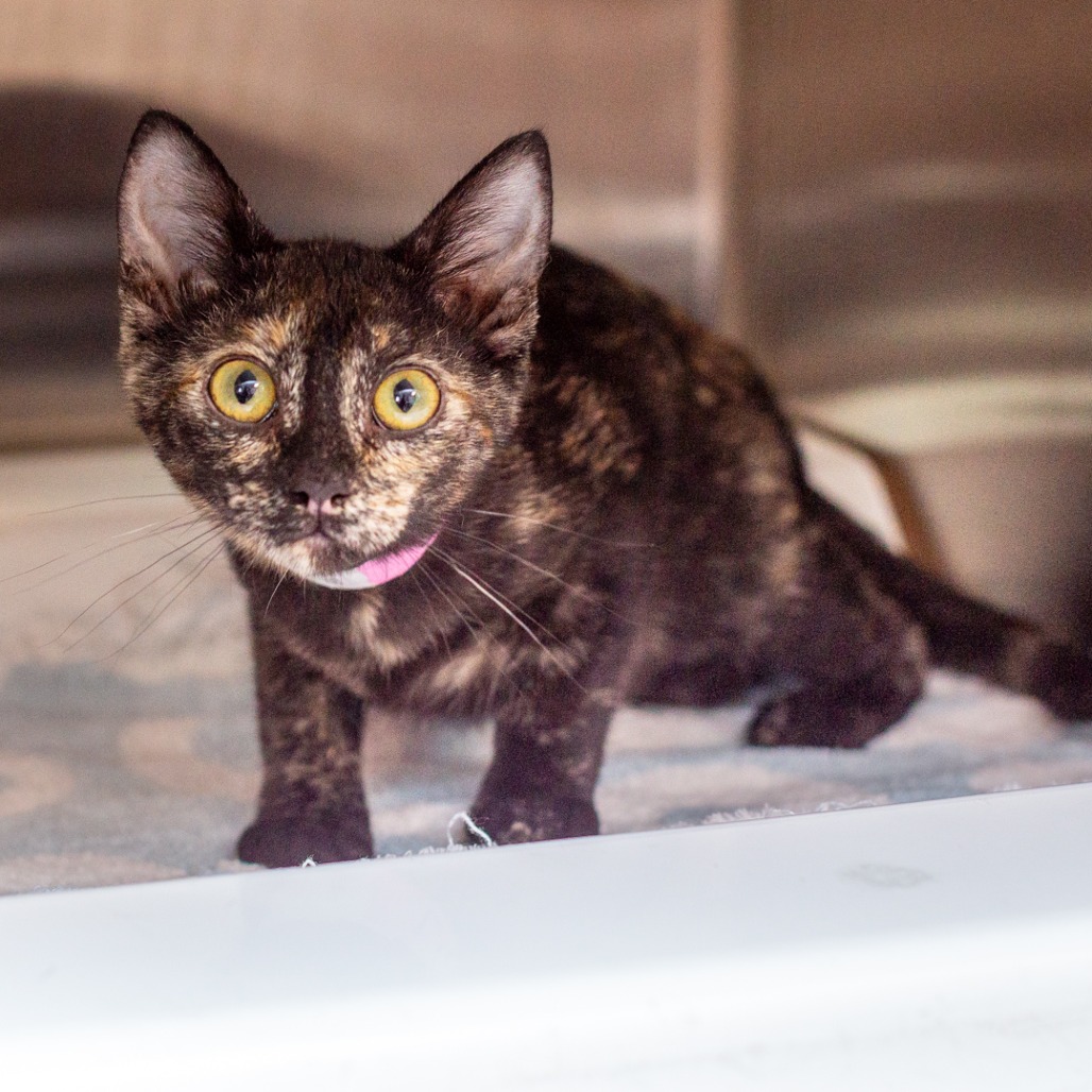 LUCY - Domestic Shorthair / Mix available for adoption