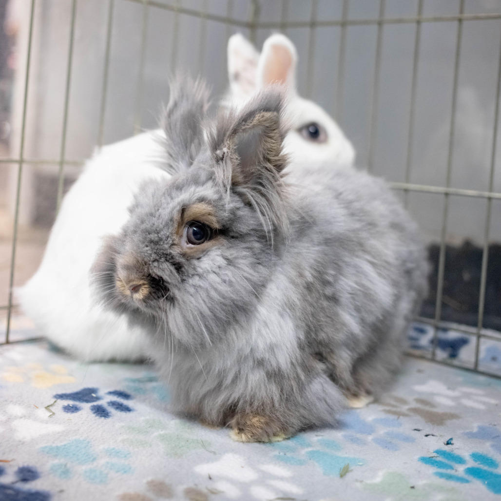 Chowder (bonded with Penny), photo 6