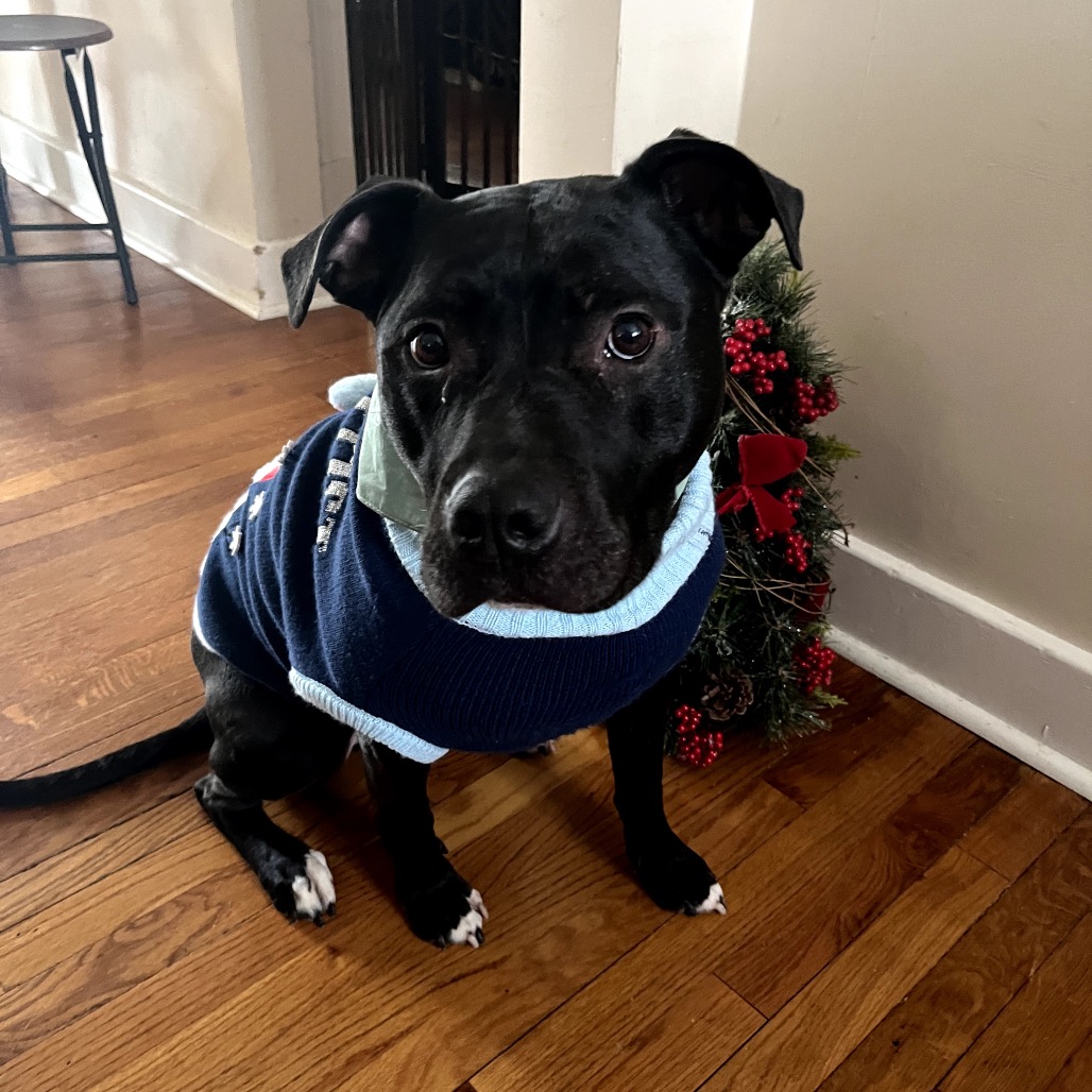 Bowser, photo 25