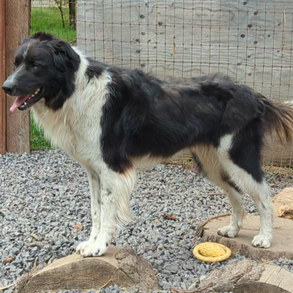 BODIE, photo 7